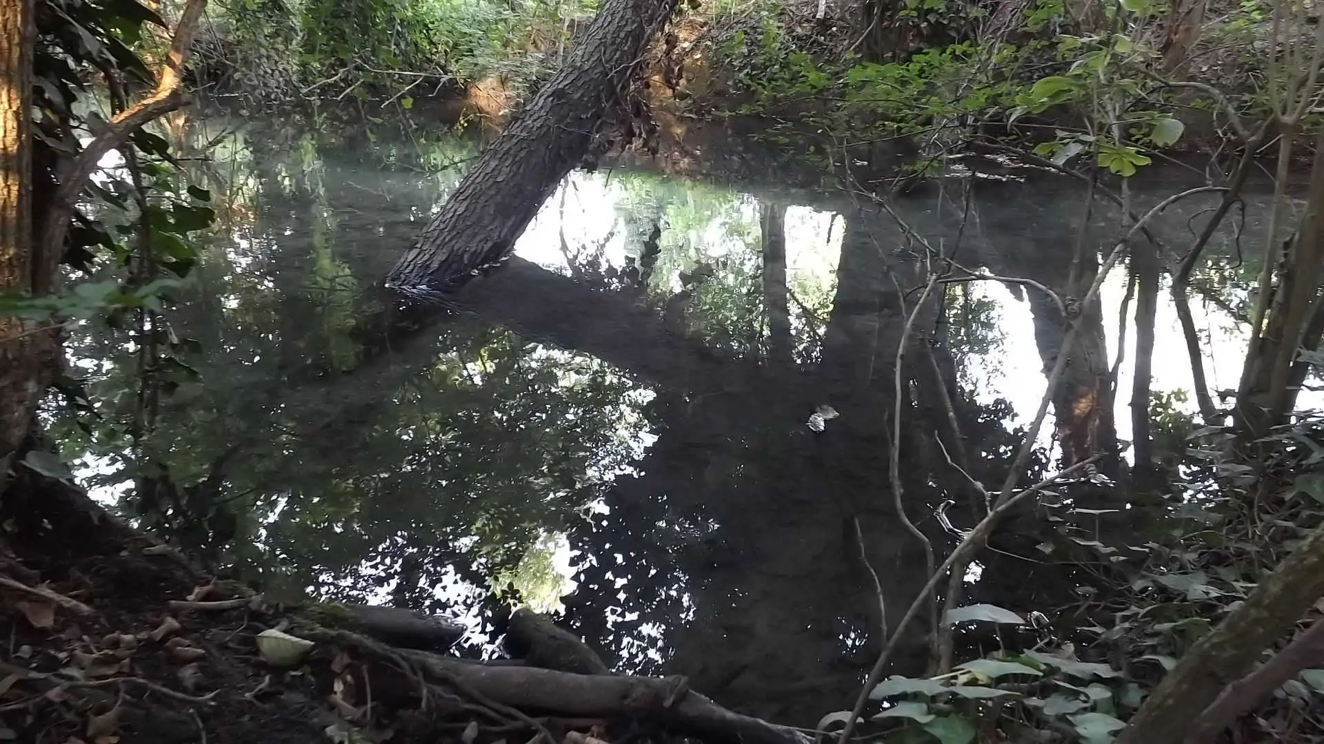 Cosa vedere a Breda di Piave in Provincia di Treviso: 4 idee 8 Bosco degli Ontani Comune di Breda di Piave foto 10