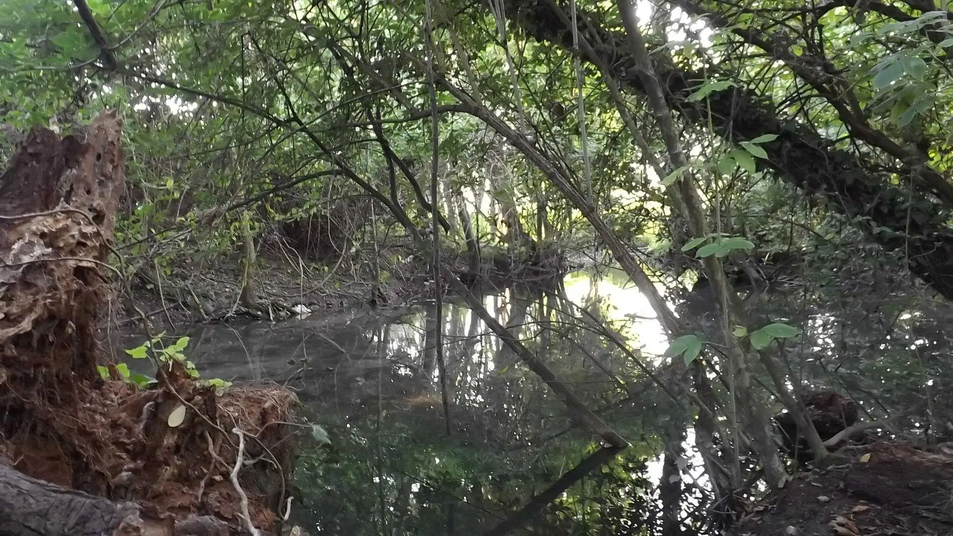 Cosa vedere a Breda di Piave in Provincia di Treviso: 4 idee 9 Bosco degli Ontani Comune di Breda di Piave foto 12