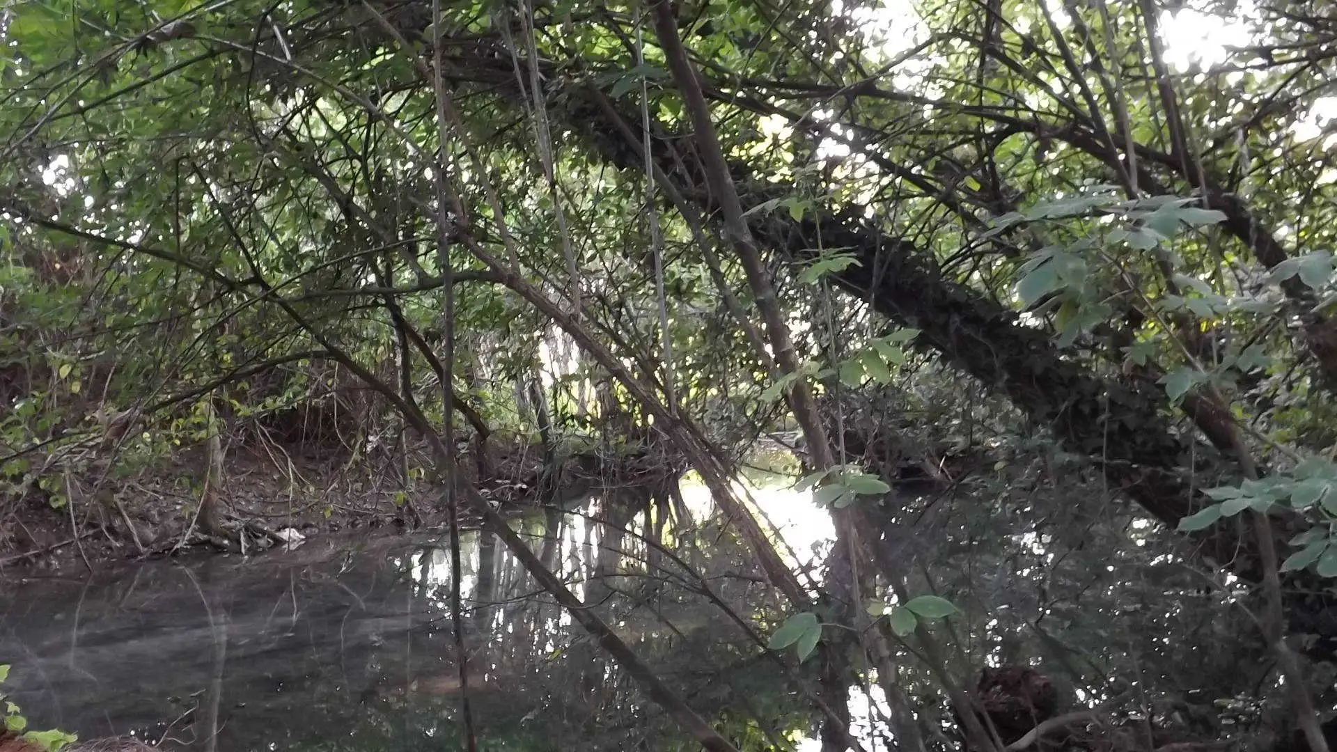 Cosa vedere a Breda di Piave in Provincia di Treviso: 4 idee 10 Bosco degli Ontani Comune di Breda di Piave foto 13