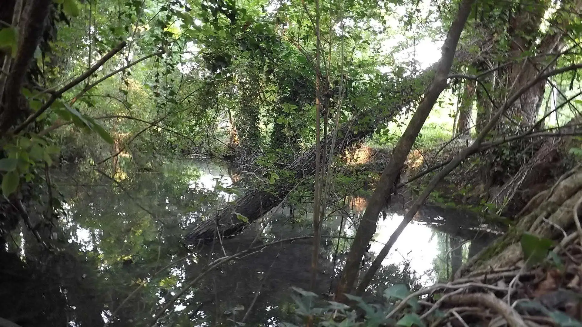 Cosa vedere a Breda di Piave in Provincia di Treviso: 4 idee 11 Bosco degli Ontani Comune di Breda di Piave foto 14