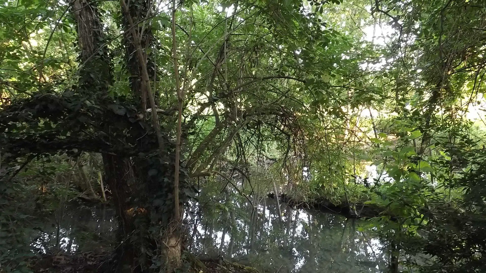 Cosa vedere a Breda di Piave in Provincia di Treviso: 4 idee 12 Bosco degli Ontani Comune di Breda di Piave foto 17