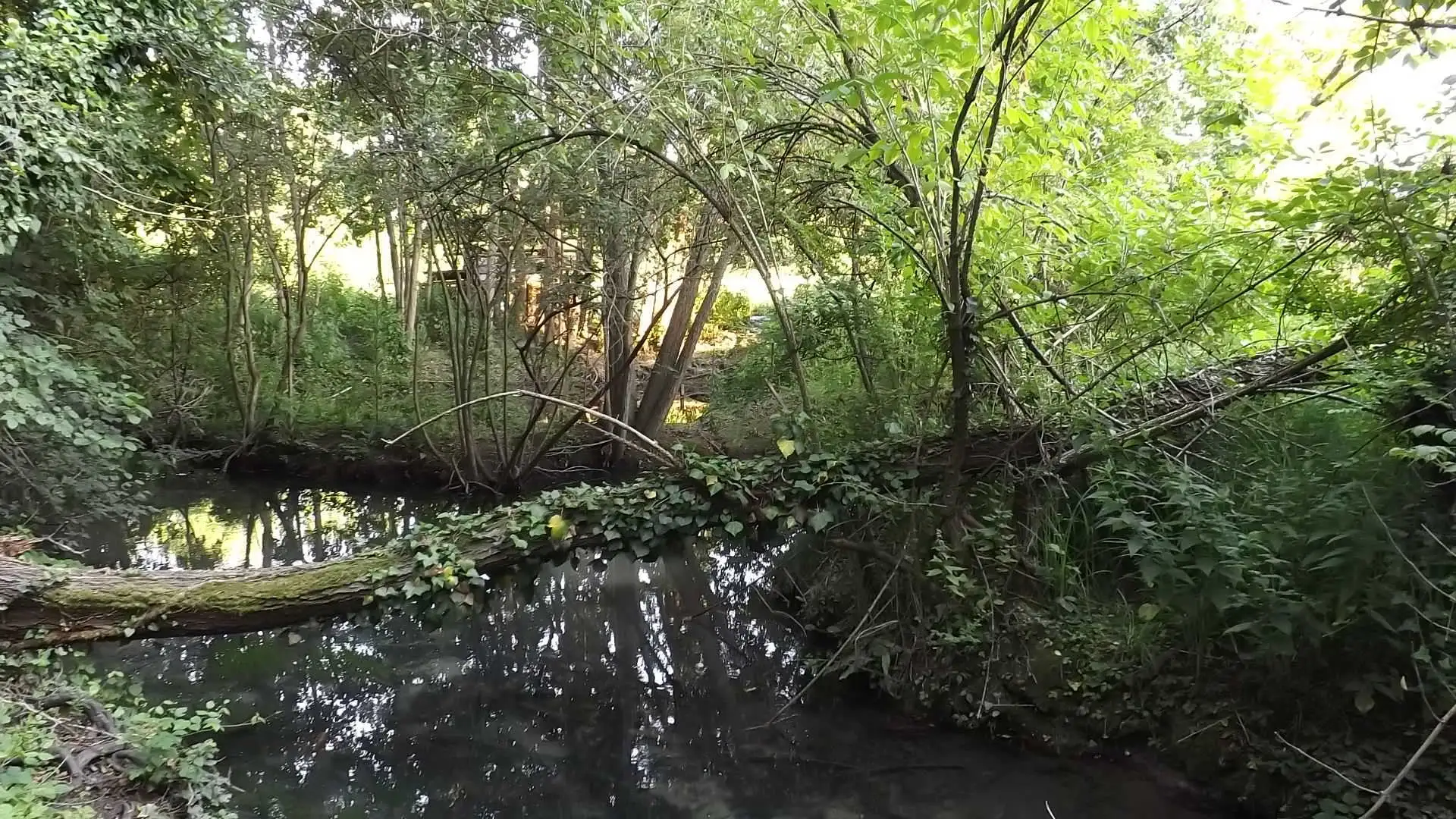 Cosa vedere a Breda di Piave in Provincia di Treviso: 4 idee 13 Bosco degli Ontani Comune di Breda di Piave foto 18