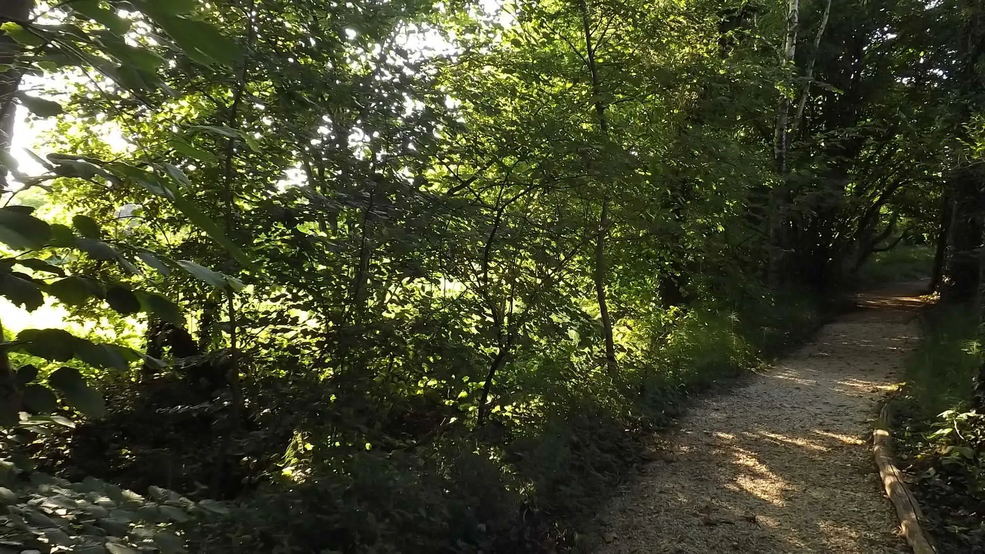 Cosa vedere a Breda di Piave in Provincia di Treviso: 4 idee 14 Bosco degli Ontani Comune di Breda di Piave foto 19