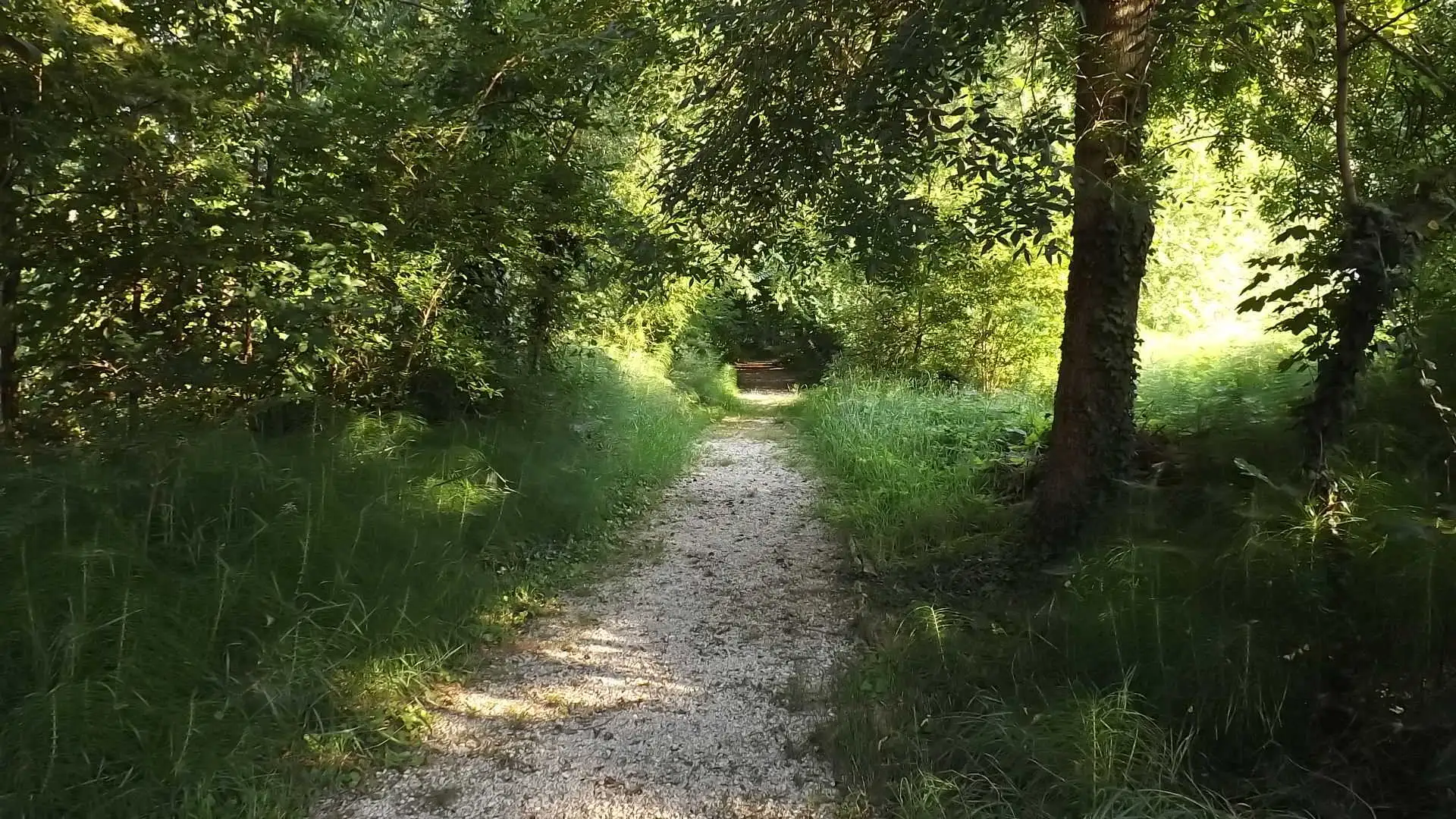 Cosa vedere a Breda di Piave in Provincia di Treviso: 4 idee 3 Bosco degli Ontani Comune di Breda di Piave foto 2