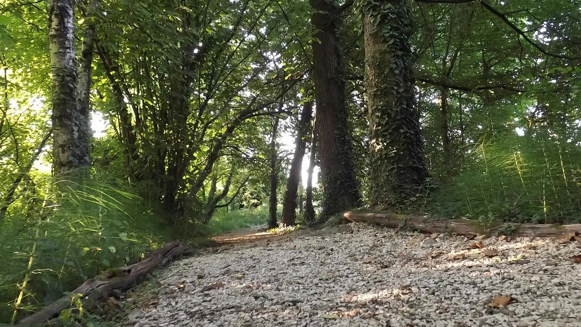 Cosa vedere a Breda di Piave in Provincia di Treviso: 4 idee 1 Bosco degli Ontani Comune di Breda di Piave foto 20