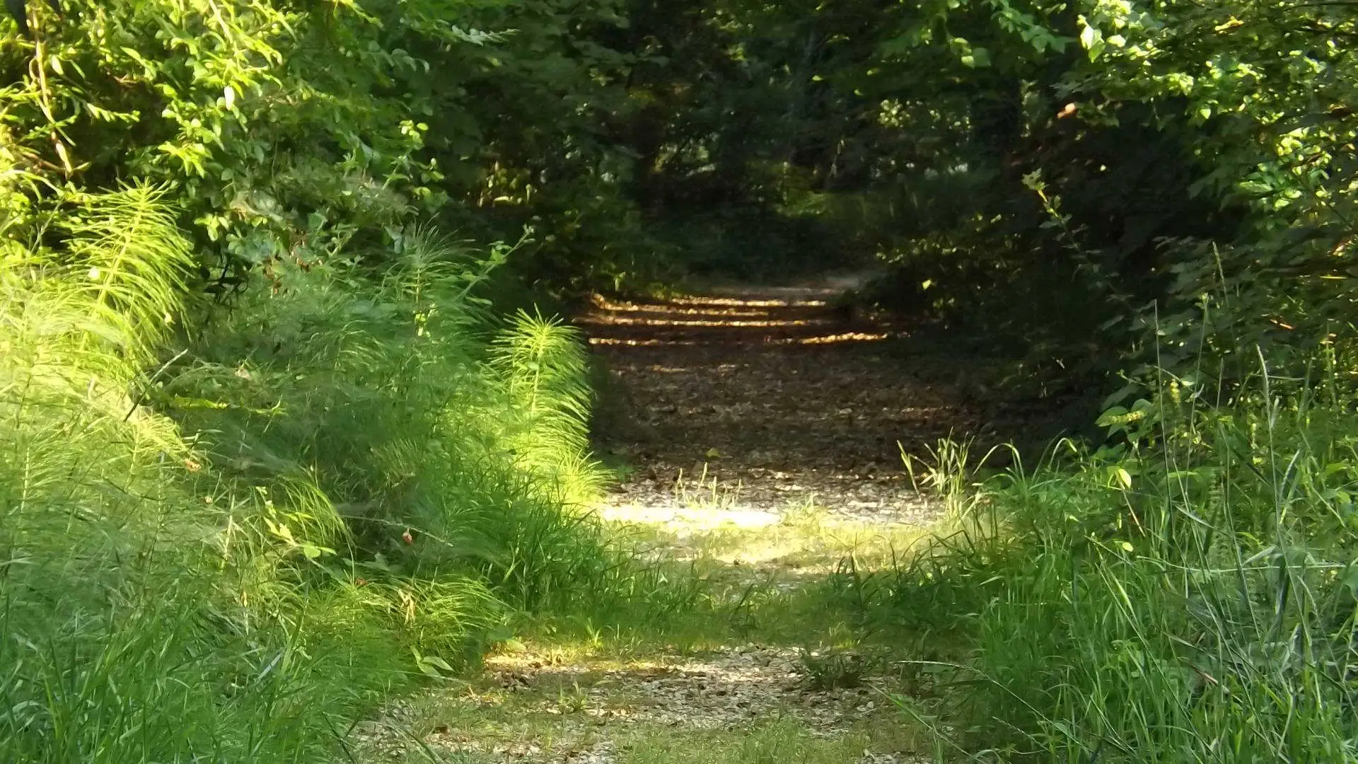 Cosa vedere a Breda di Piave in Provincia di Treviso: 4 idee 4 Bosco degli Ontani Comune di Breda di Piave foto 3