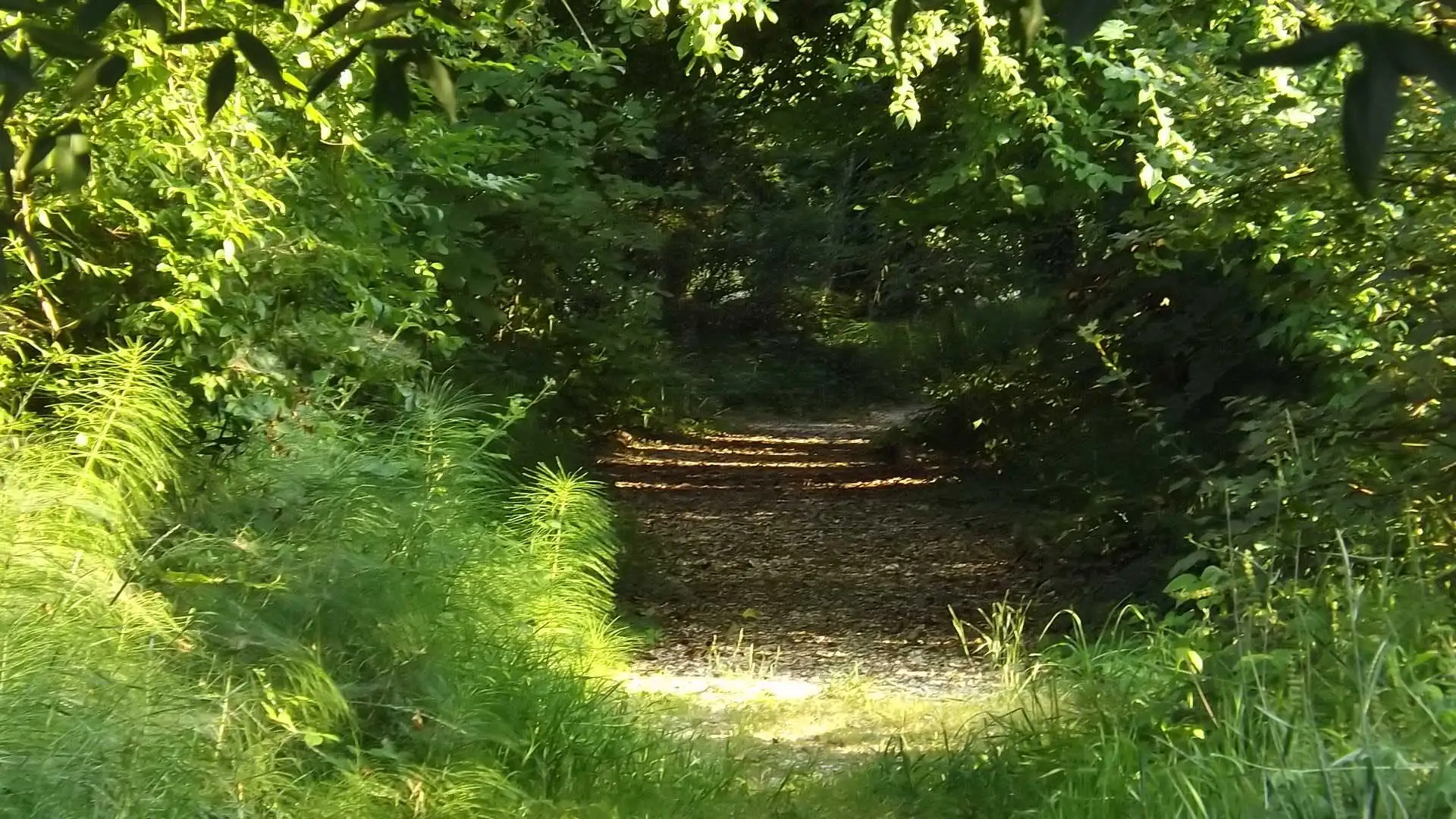 Cosa vedere a Breda di Piave in Provincia di Treviso: 4 idee 5 Bosco degli Ontani Comune di Breda di Piave foto 4