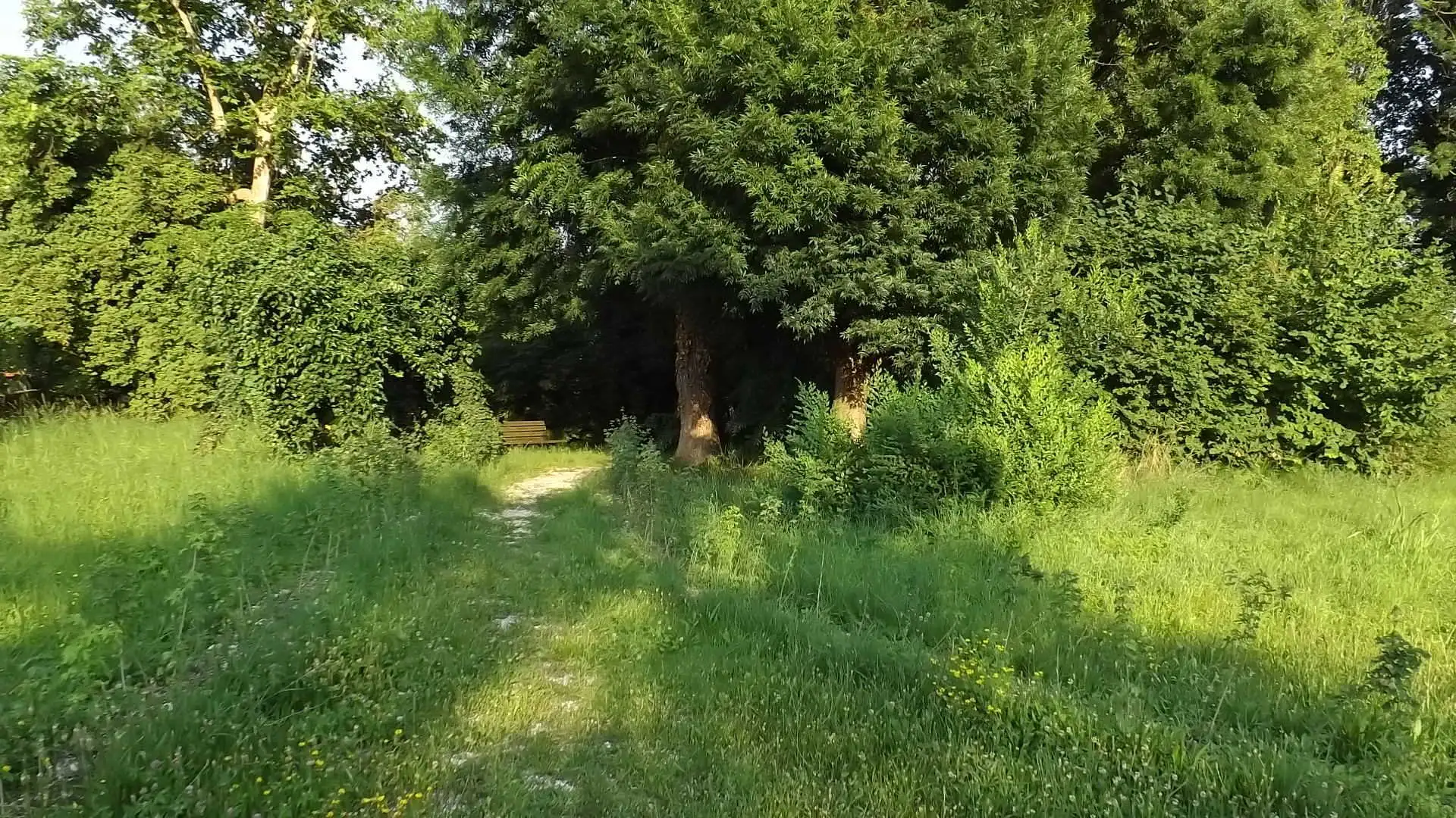 Cosa vedere a Breda di Piave in Provincia di Treviso: 4 idee 2 Bosco degli Ontani Comune di Breda di Piave