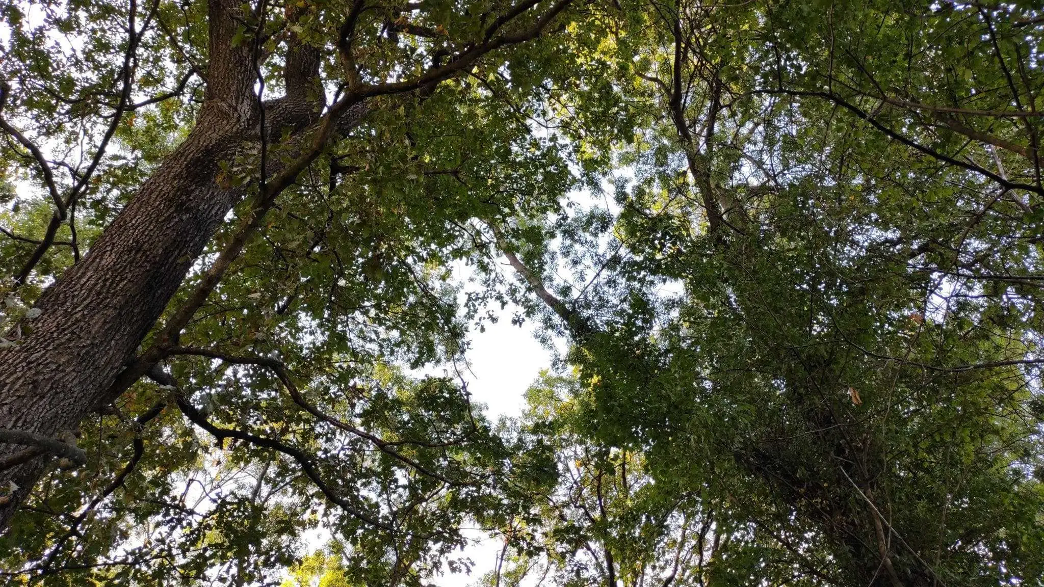 Parco di Cavalier Gorgo al Monticano scaled