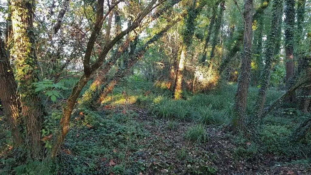 10 ragioni per visitare il Bosco degli Ontani a Breda di Piave 4 Boschetto di ontano nero Bosco degli Ontani Breda di Piave