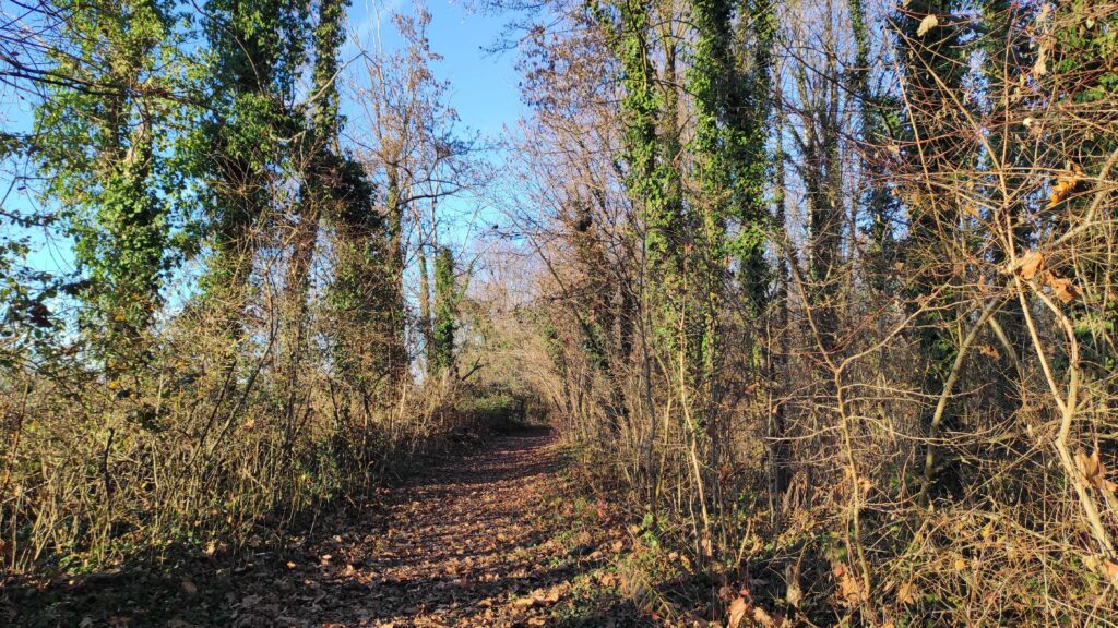 Bosco Galileo Breda di Piave TV 1