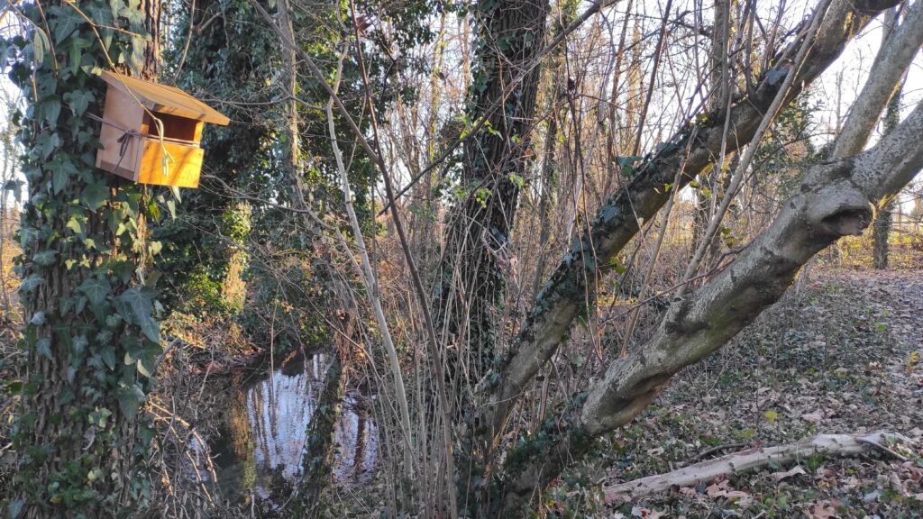 Bosco Galileo a Breda di Piave TV 1 1