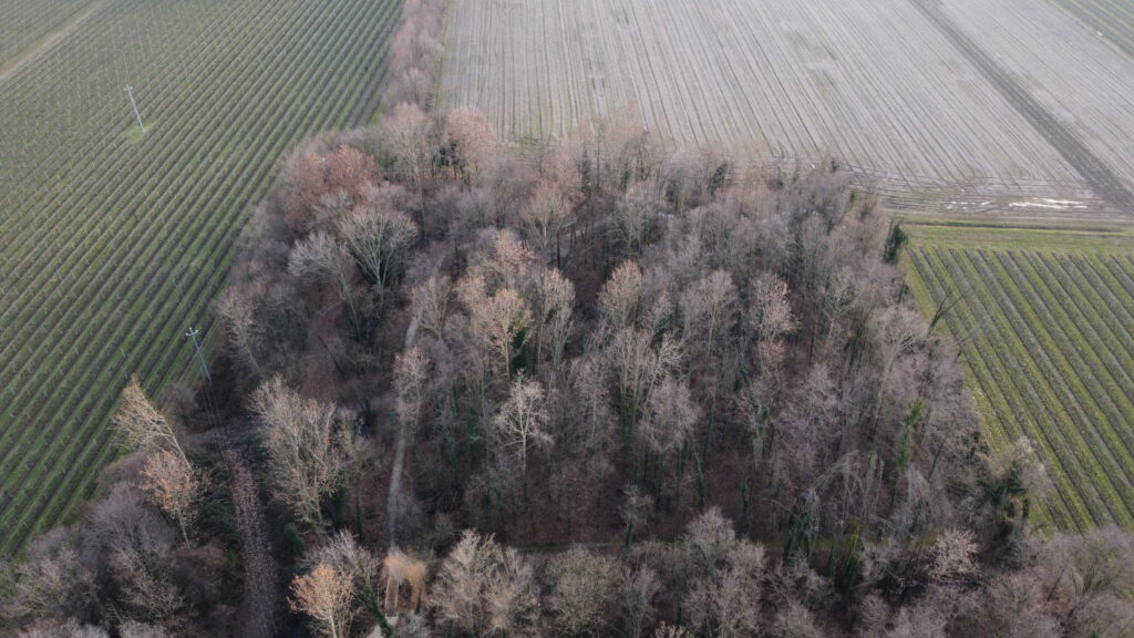 Bosco Galileo a Breda di Piave in provincia di Treviso TV