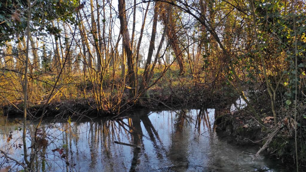 Palude sorgiva Bosco degli Ontani Breda di Piave TV