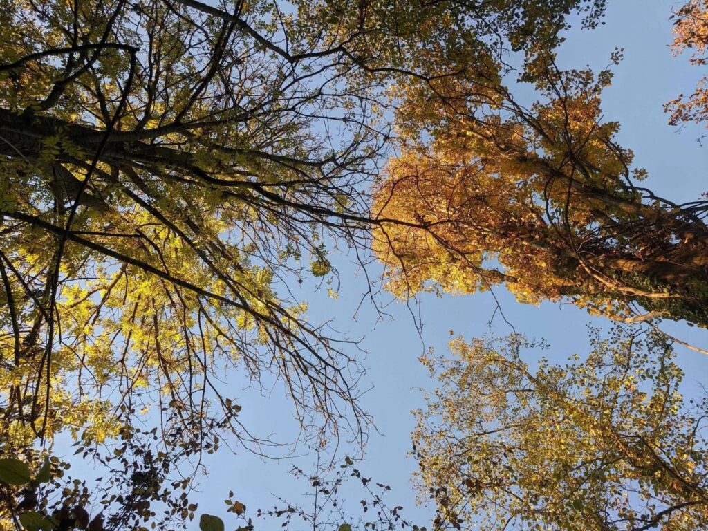 Vegetazione arborea nel Bosco degli Ontani scaled 1