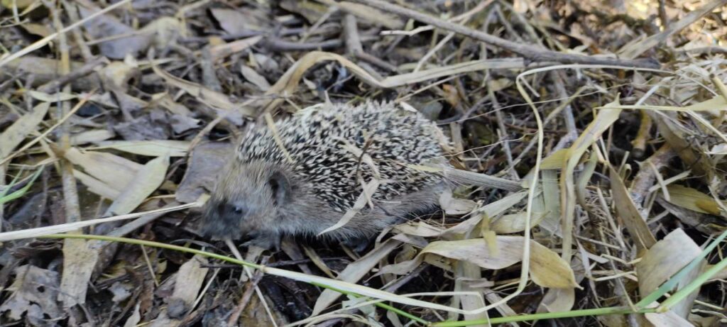 riccio a Breda di Piave TV