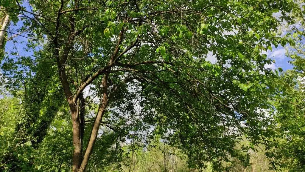 Aamolo Prunus cerasifera Oasi del Codibugnolo 1