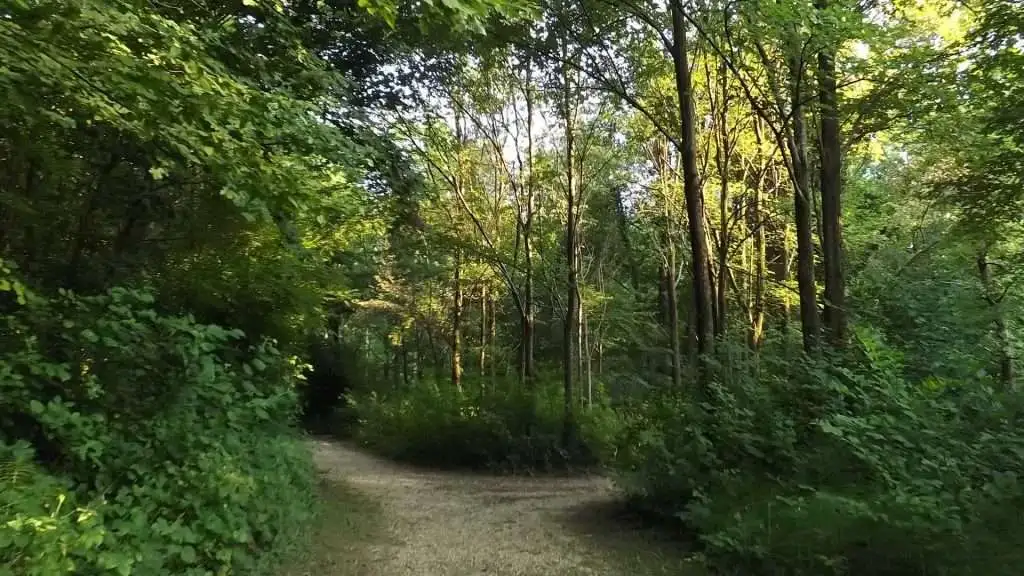 Cosa vedere a Breda di Piave in Provincia di Treviso: 4 idee 24 Bosco Galileo Breda di Piave foto 1