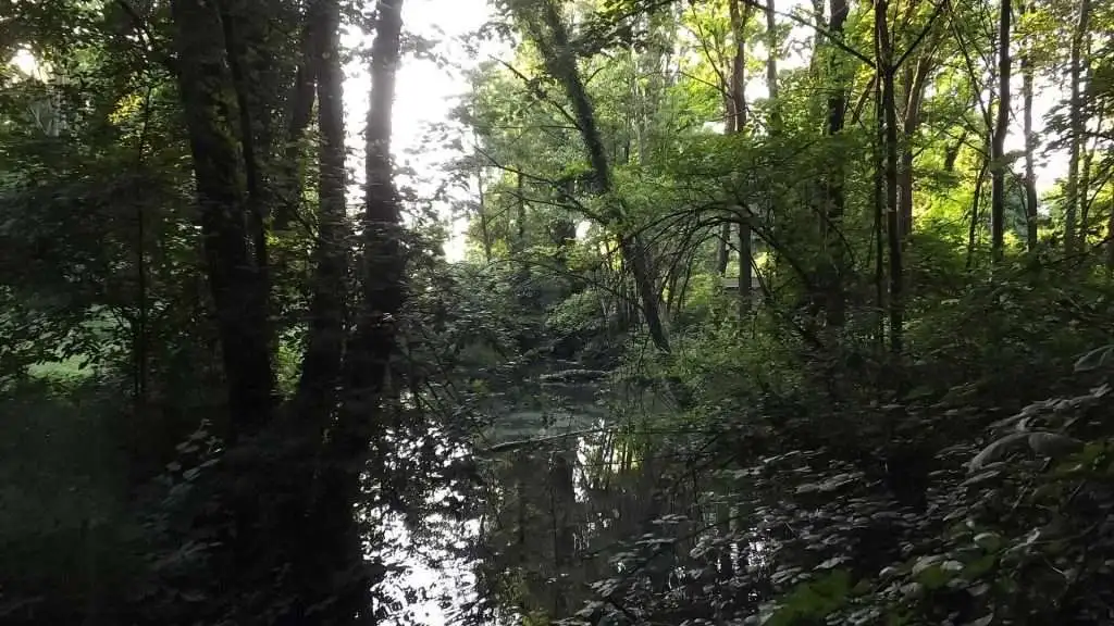 Cosa vedere a Breda di Piave in Provincia di Treviso: 4 idee 18 Bosco Galileo Breda di Piave foto 10