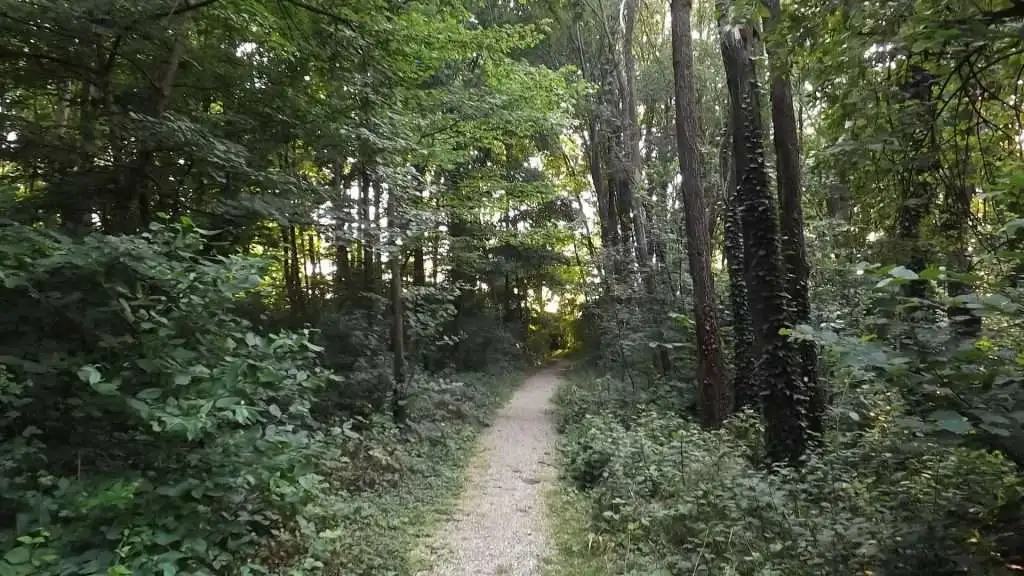 Cosa vedere a Breda di Piave in Provincia di Treviso: 4 idee 19 Bosco Galileo Breda di Piave foto 11