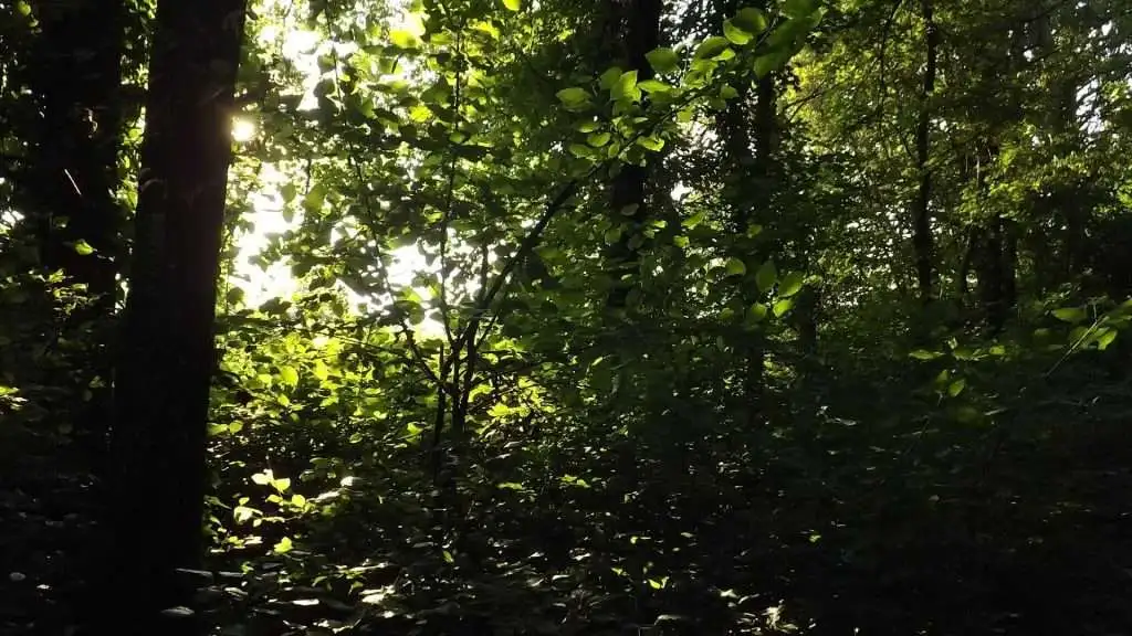 Cosa vedere a Breda di Piave in Provincia di Treviso: 4 idee 20 Bosco Galileo Breda di Piave foto 12