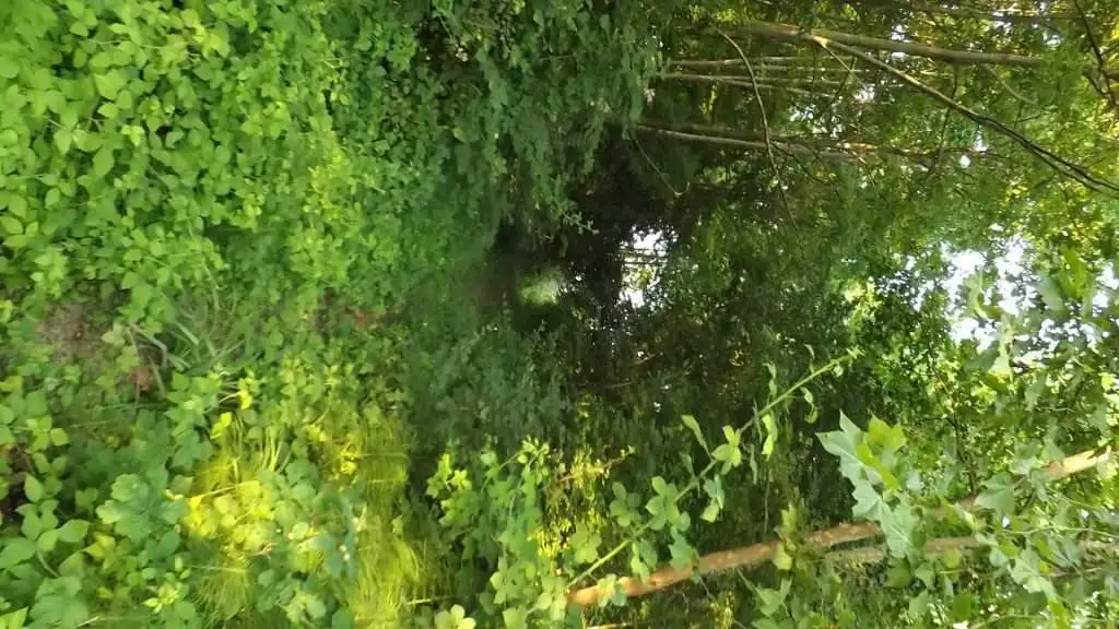 Cosa vedere a Breda di Piave in Provincia di Treviso: 4 idee 22 Bosco Galileo Breda di Piave foto 14