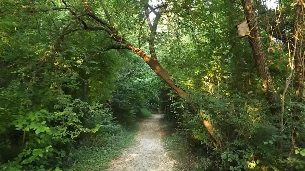 Cosa vedere a Breda di Piave in Provincia di Treviso: 4 idee 23 Bosco Galileo Breda di Piave foto 15