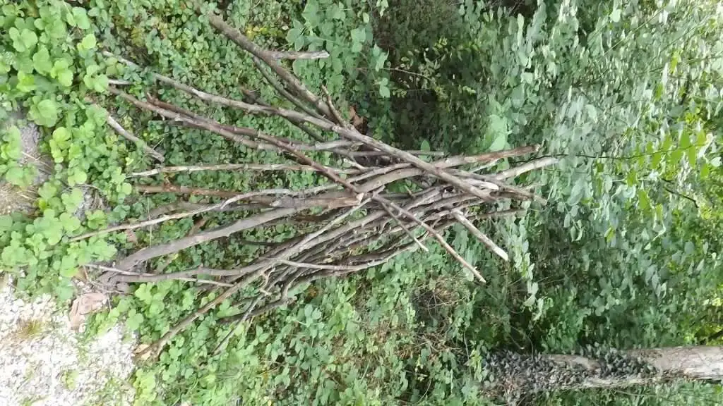 Cosa vedere a Breda di Piave in Provincia di Treviso: 4 idee 25 Bosco Galileo Breda di Piave foto 2