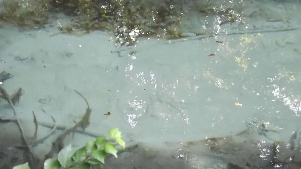 Cosa vedere a Breda di Piave in Provincia di Treviso: 4 idee 15 Bosco Galileo Breda di Piave foto 6