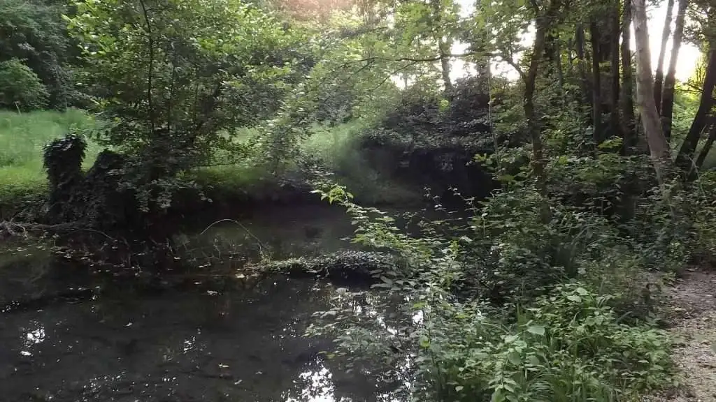 Cosa vedere a Breda di Piave in Provincia di Treviso: 4 idee 16 Bosco Galileo Breda di Piave foto 7