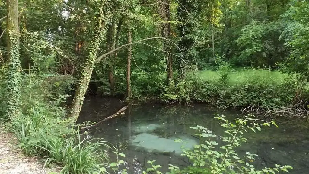 Cosa vedere a Breda di Piave in Provincia di Treviso: 4 idee 17 Bosco Galileo Breda di Piave foto 8