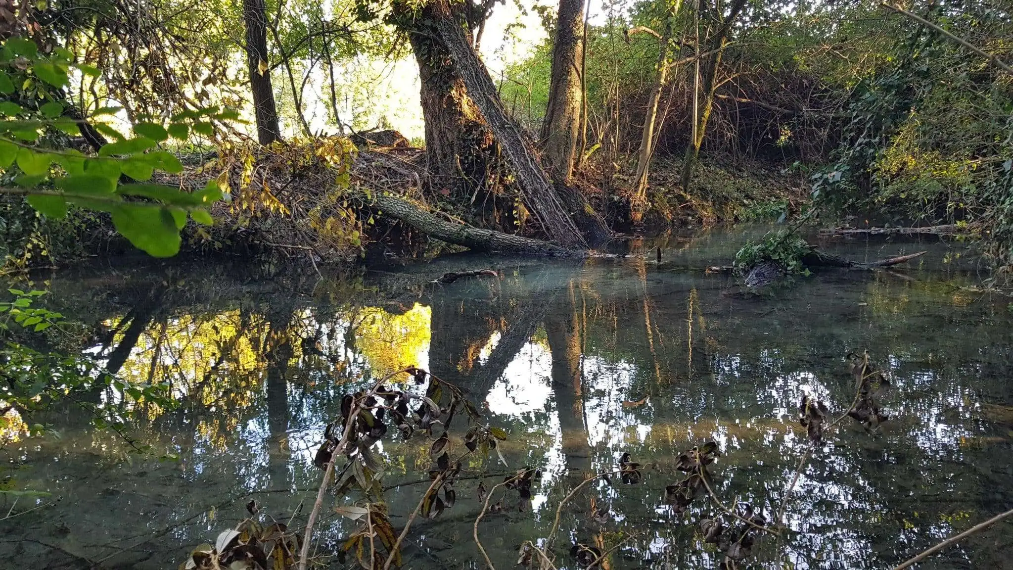 Il Bosco degli Ontani a Breda di Piave