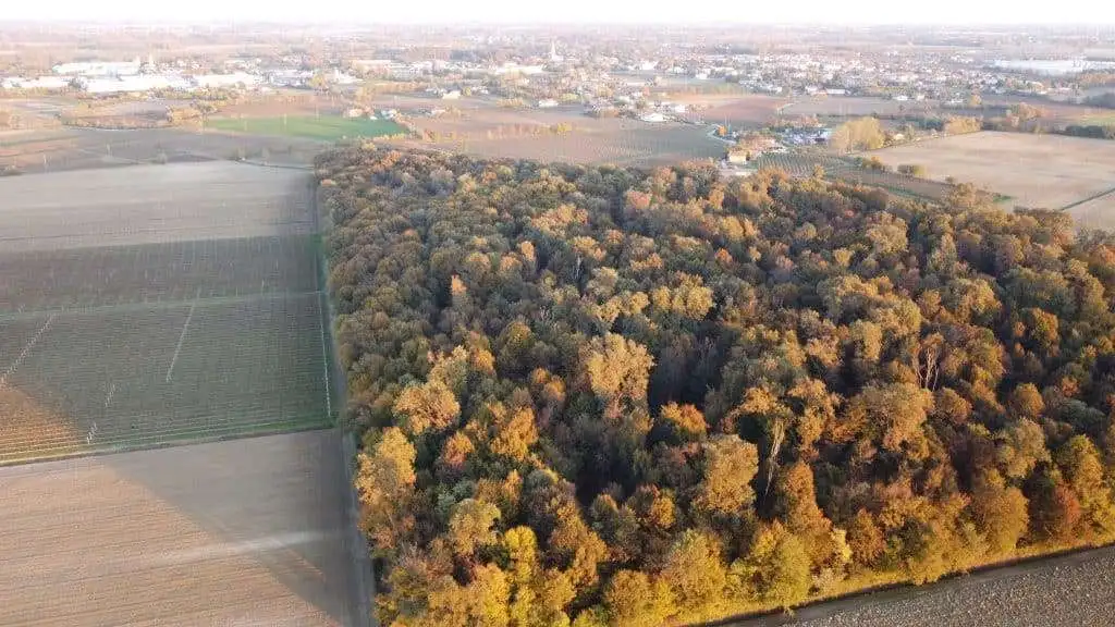 Bosco di Basalghelle Mansue TV 1