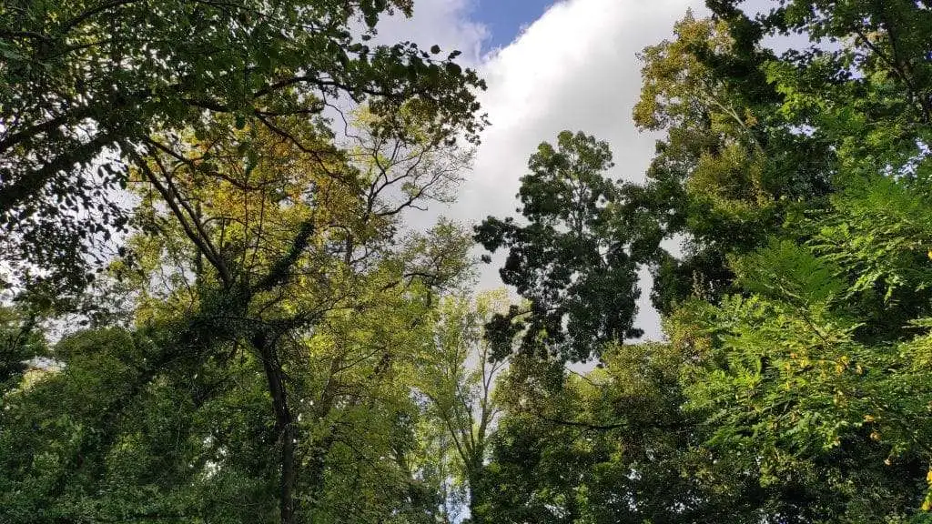 Bosco di Olme a Cessalto in provincia di Treviso TV