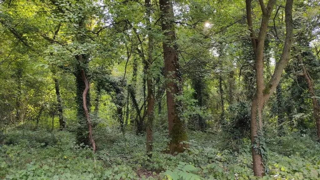 Bosco di Olme a CessaltoTV