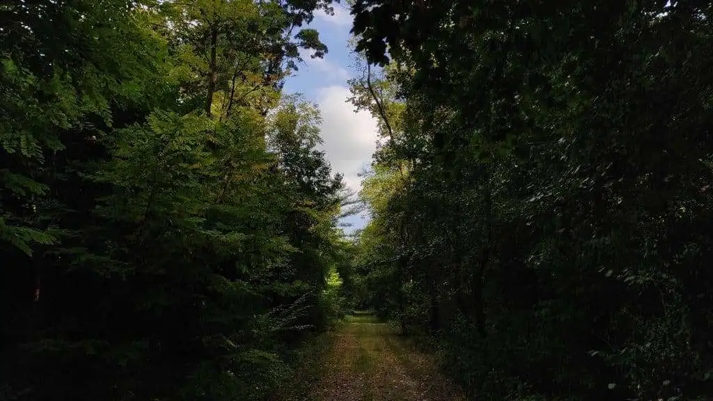 Bosco di Olme nel comune di Cessalto TV