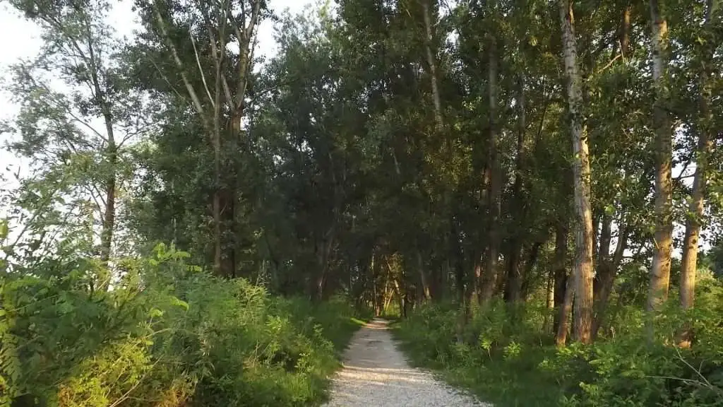 Cosa vedere a Breda di Piave in Provincia di Treviso: 4 idee 38 Fiume Piave Breda di Piave foto 10