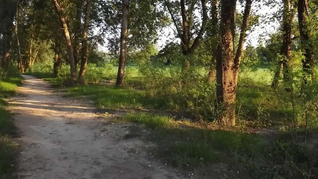 Cosa vedere a Breda di Piave in Provincia di Treviso: 4 idee 39 Fiume Piave Breda di Piave foto 11