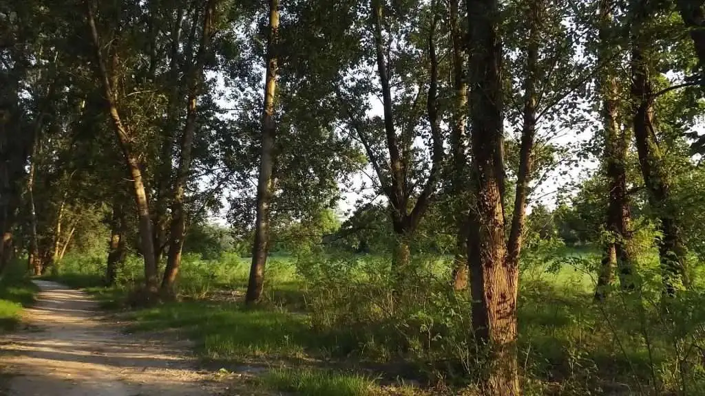 Cosa vedere a Breda di Piave in Provincia di Treviso: 4 idee 40 Fiume Piave Breda di Piave foto 12