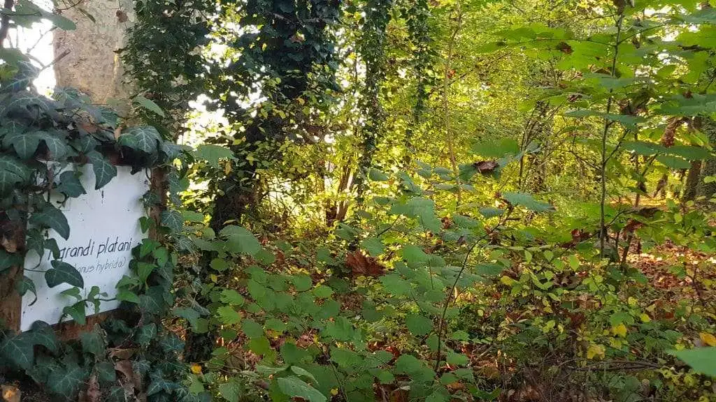 I grandi platani nel Bosco degli Ontani a Breda di Piave 1