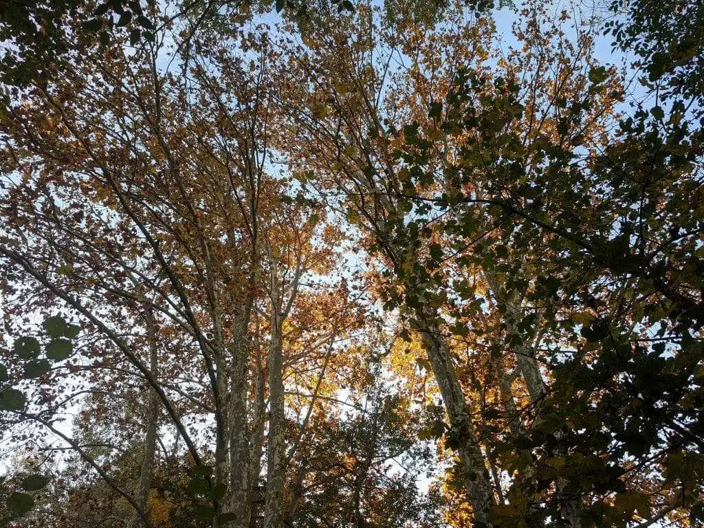 I grandi platani nel Bosco degli Ontani a Breda di Piave 2