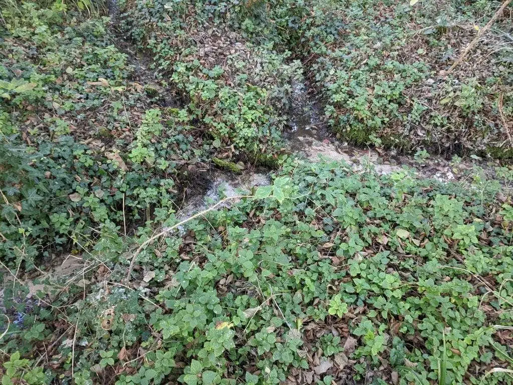 I rigagnoli di torbiera nel Bosco degli Ontani a Breda di Piave 1