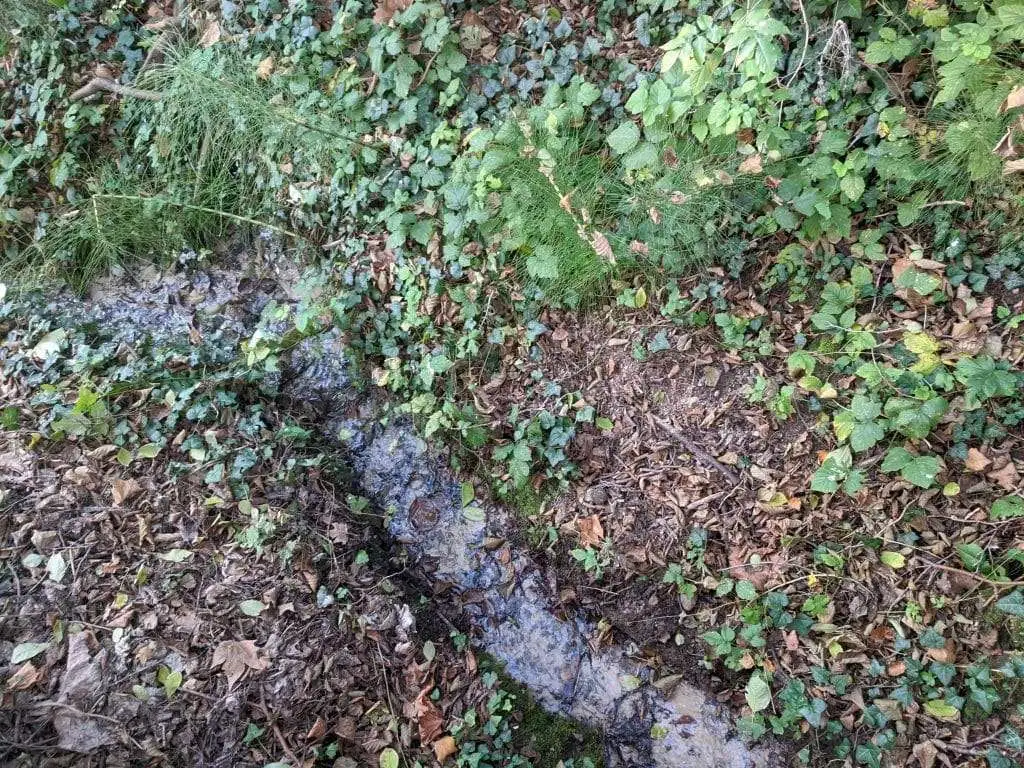 I rigagnoli di torbiera nel Bosco degli Ontani a Breda di Piave 2