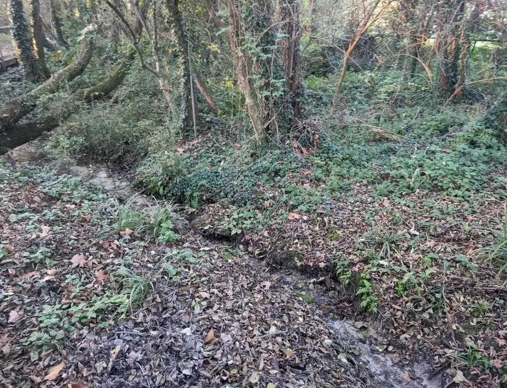 I rigagnoli di torbiera nel Bosco degli Ontani a Breda di Piave 3