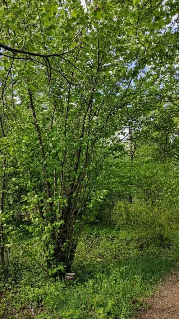 Nocciolo corylus avellana 1 1