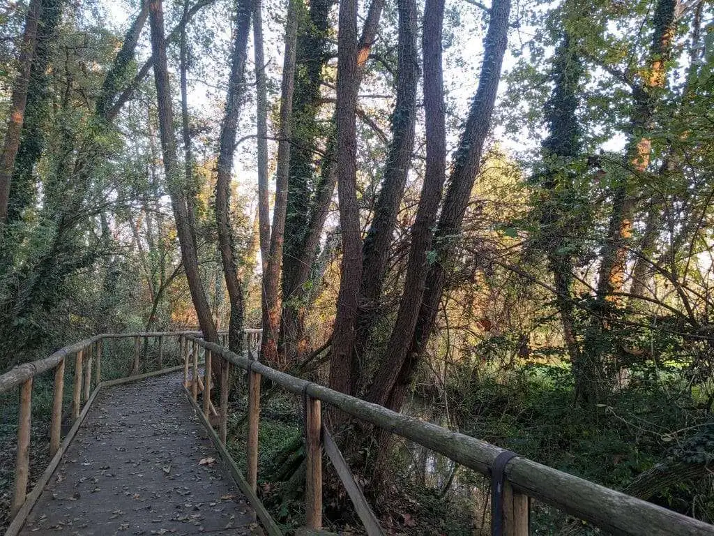 10 ragioni per visitare il Bosco degli Ontani a Breda di Piave 6 Passerella in legno nel Bosco degli Ontani
