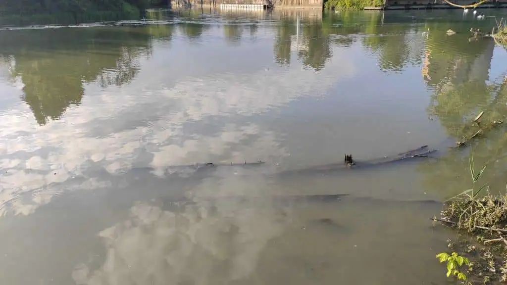 Profili di due burci