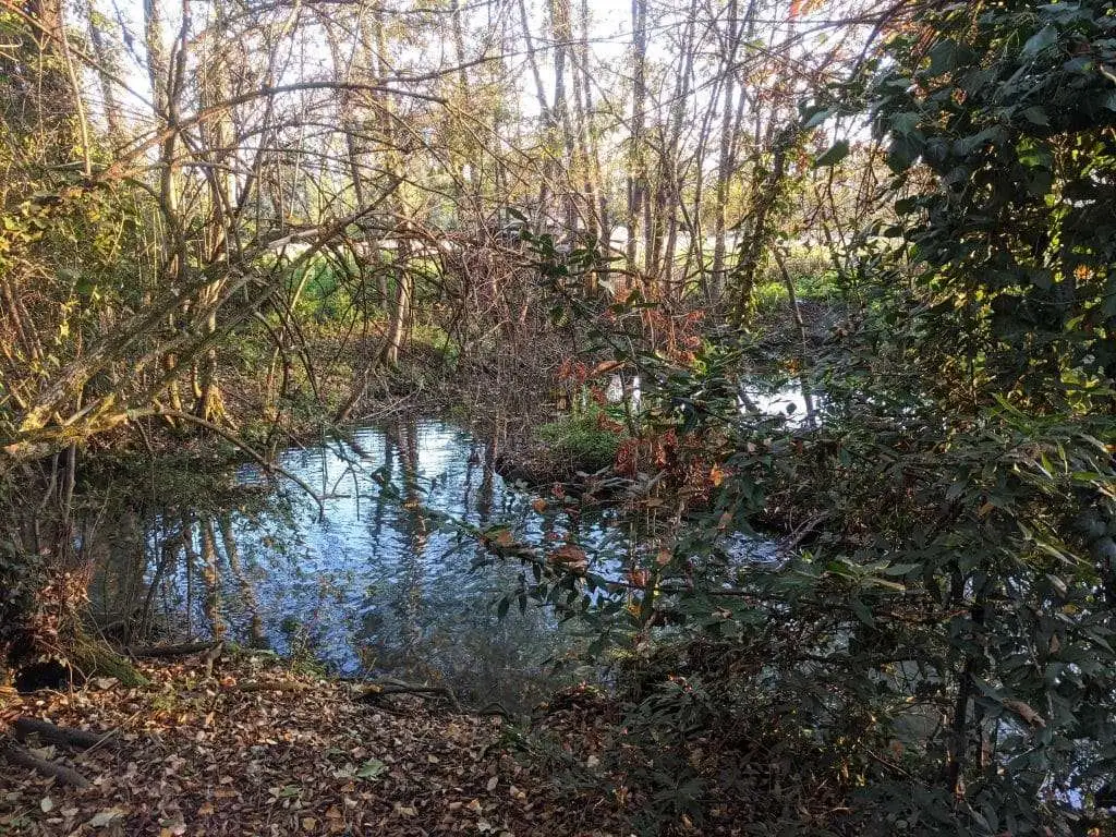 10 ragioni per visitare il Bosco degli Ontani a Breda di Piave 5 Risorgiva e vegetazione selvatica Bosco degli Ontani Breda di Piave