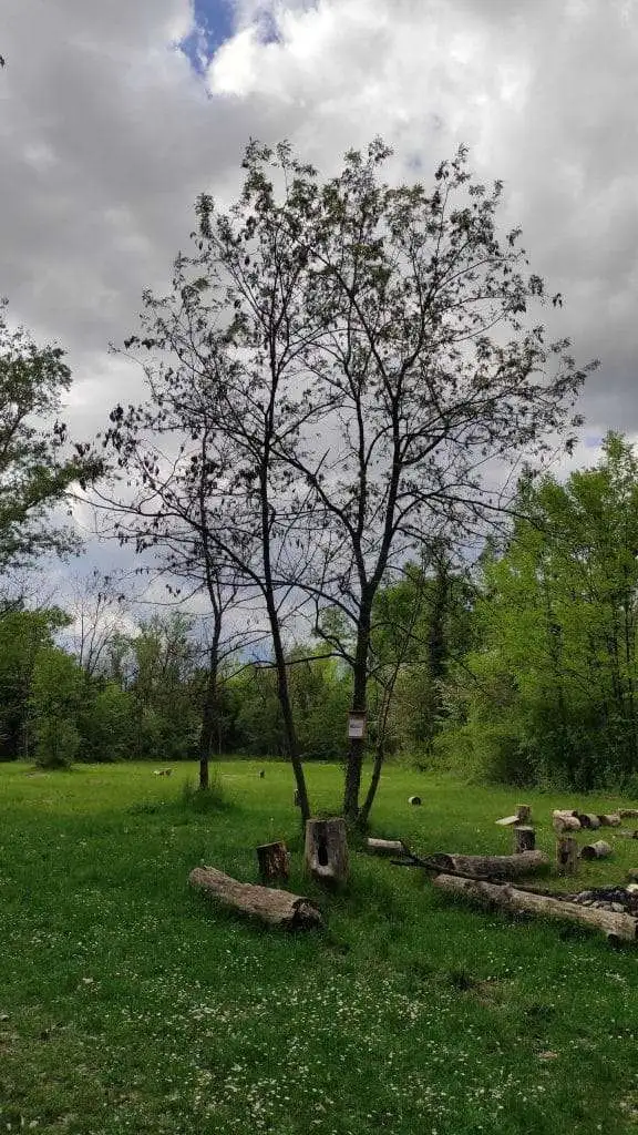 Robinia pseudoacacia