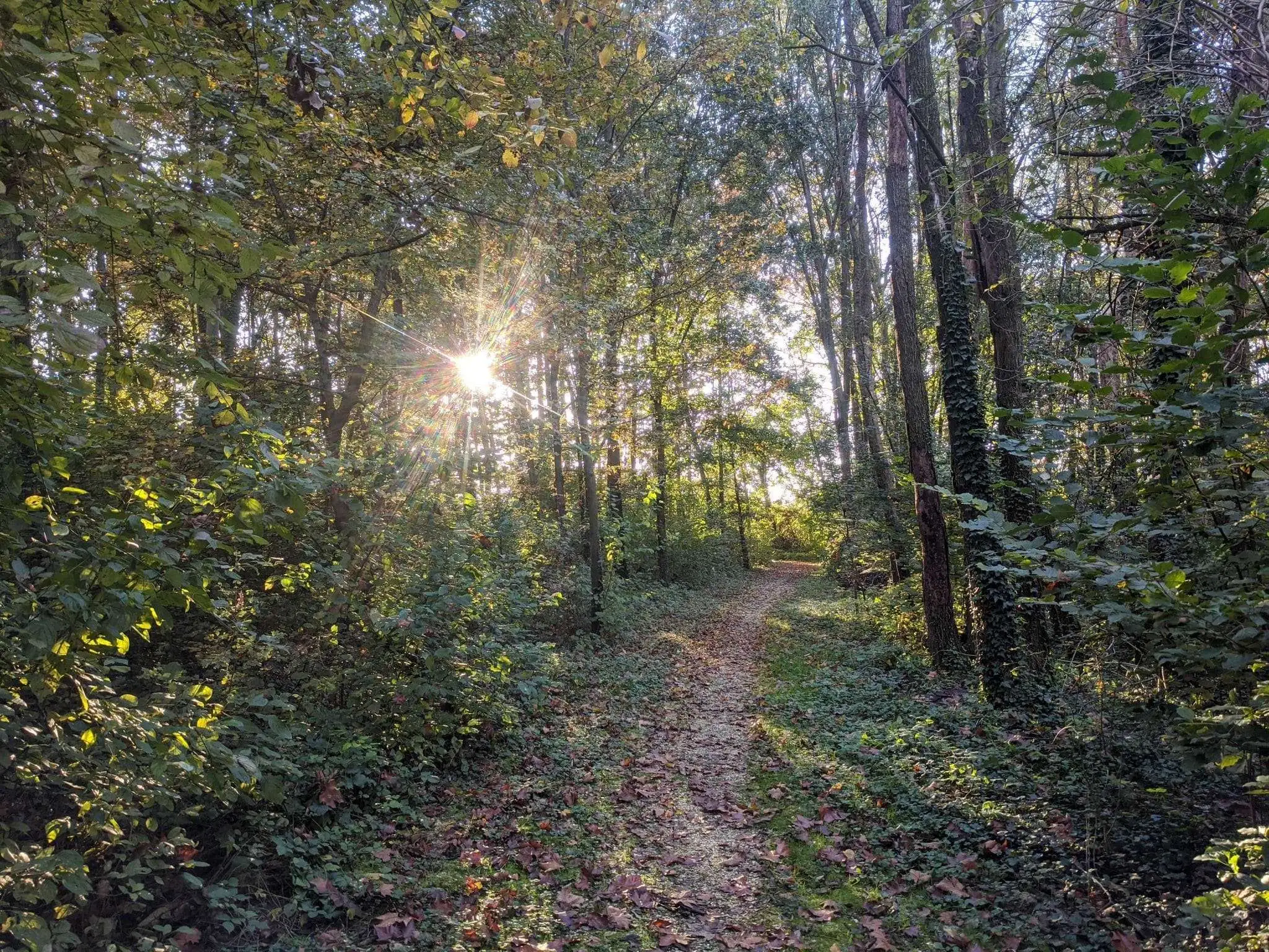 Bosco Galileo nel Comune di Breda di Piave